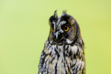 Long-eared owl, Asio otus