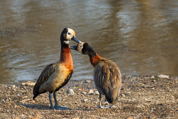 White-faced whistling Ducks