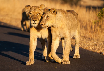 Affectionate Lionesses