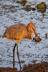 Goliath Heron with fish