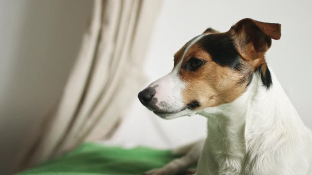 Small dog breed Jack Russell Terrier lying on the bed