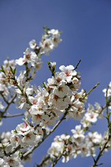 Almond Blossom in the spring on the island of Majorca, Balearic Islands, Spain, Europe