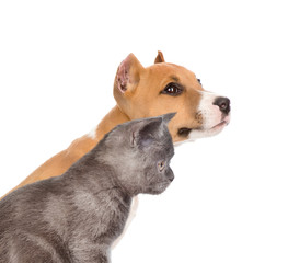 Cat and dog together in profile. isolated on white background