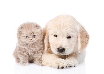 Obraz premium Sad golden retriever puppy and tiny kitten together. isolated on white background