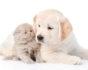 Obraz premium Puppy golden retriever and kitten lying together. isolated on white background