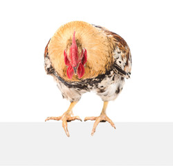 Rooster sitting on empty board and looking up. isolated on white background