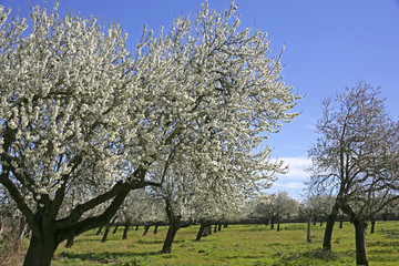 Fototapeta premium Almond Blossom in the spring on the island of Majorca, Balearic Islands, Spain, Europe