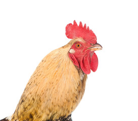 Rooster in profile close up. isolated on white background