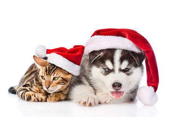 Fototapeta na wymiar Bengal kitten and Siberian Husky puppy in santa hats. isolated on white background