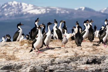 Cormorants on island on Beagle channel