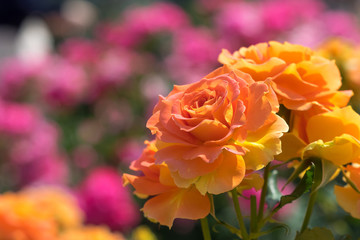 色とりどりのバラ