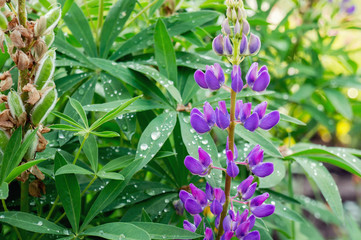 Blooming wild lupines flowers in garden. Spring background. 