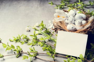 Easter greeting card and nest with eggs on spring twigs , copy space