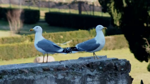 seagulls on the walls of the Baths of Caracalla in Rome