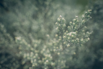 Blossoming flower in spring with very shallow focus