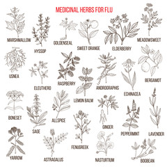 Best medicinal herbs for flu - obrazy, fototapety, plakaty