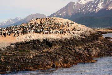 Colony of Cormorants on island on Beagle channel