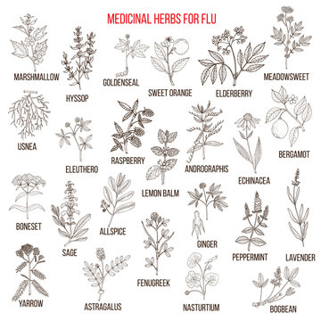Best medicinal herbs for flu
