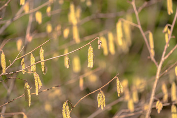 Naklejka premium Highly allergenic pollen from the hazel tree in early spring
