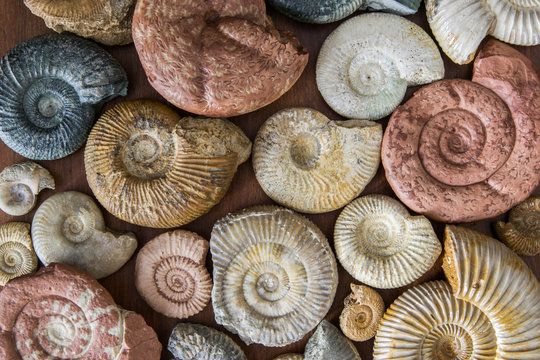 Collezione di fossili di ammoniti 