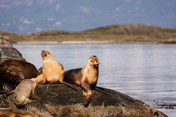 Sea lions on isla in  beagle channel near Ushuaia (Argentina)