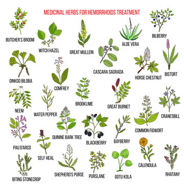Best herbal remedies for hemorrhoids