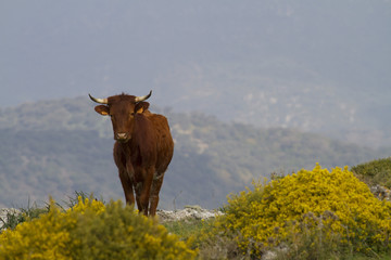 Vaca y aulagas en la Sierra de Cádiz. P.N. Sierra de Grazalema. © Jesús F. Rodríguez
