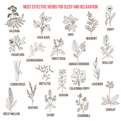 Best herbal remedies for sleep and relaxation - obrazy, fototapety, plakaty