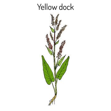Yellow dock Rumex confertus , or parell, patience herb medicinal plant