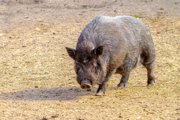 mammal pet pig in a black enclosure