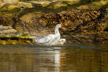 pet a white goose swims on a pond