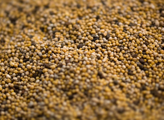 Dry white mustard seeds close-up.