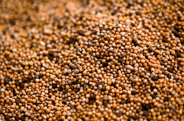 Dry white mustard seeds close-up.