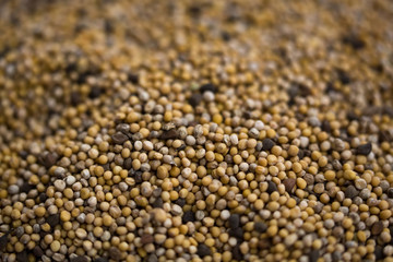 Dry white mustard seeds close-up.