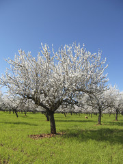 Almond Blossom in the spring on the island of Majorca, Balearic Islands, Spain, Europe
