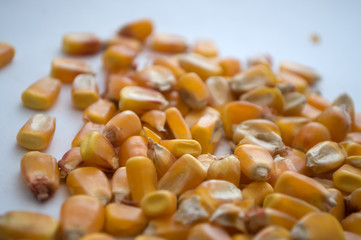 Healthy ecological corn on a white background