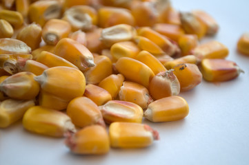 Healthy ecological corn on a white background