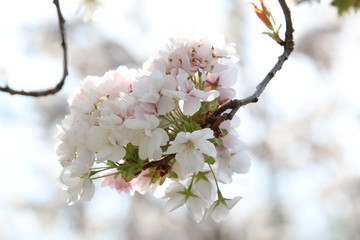Weiße Zierobstblüten im Frühling 1