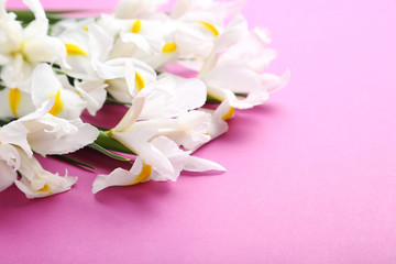 White iris flowers on pink background