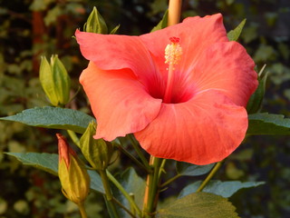 Hibiscus flower