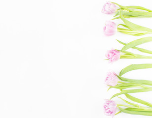 Spring flowers on white background. Pink tulips.