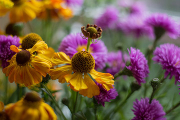 Pink and yellow flowers