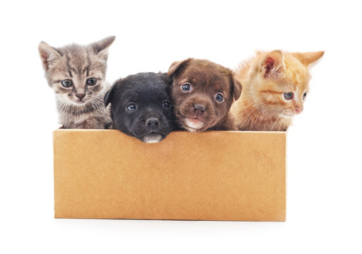 Kittens and a puppies in a box.