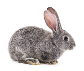 One gray rabbit.