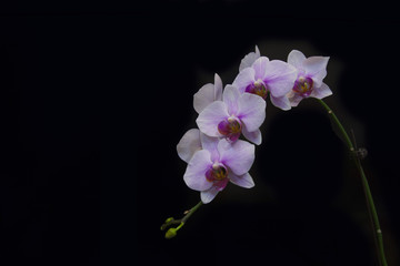 Fototapeta na wymiar moth orchid