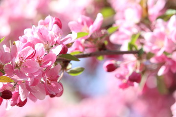 Fototapeta na wymiar Pinke Zierobstblüten im Frühling 1