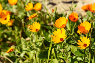 Marigold Calendula flowers
