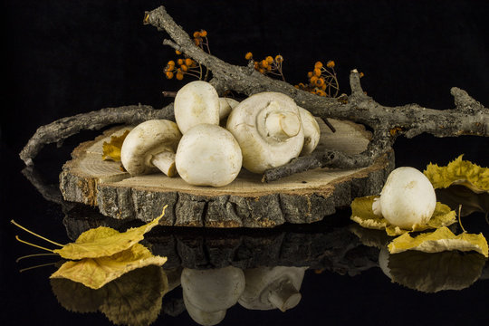 Mushrooms on a tree stump