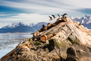 Sea lions and Albatros on isla in  beagle channel near Ushuaia (Argentina) - obrazy, fototapety, plakaty