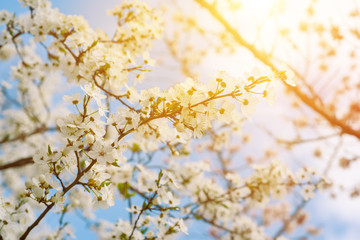 Blossoming of cherry flowers in spring time against blue sky, natural seasonal sunny background